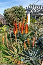 Image result for Aloe aculeata × ortholopha