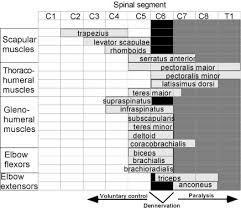 kirsch et al model based neuroprostheses development