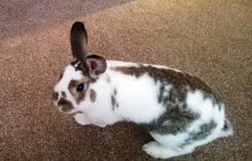 Check spelling or type a new query. Blog Faq Pet Sitting Dog Walking Services Newcastle