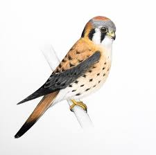 Birds Of A Feather Movie Harley Quinn American Kestrel Art Falcon Falconry Drawing Bird Of Prey Original 5x7 Bird Drawings Birds Of Prey Birds