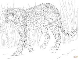 Their spots are called 'rosettes' because they look like roses. Leopard Coloring Pages Coloring Home