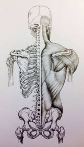 Illustration showing the lungs within the chest. 45 Male Torso Anatomy Ideas Anatomy Drawing Anatomy Art Anatomy