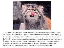 Поэтому их никогда не увидишь. Manul Kot Pobedivshij Vremya Prezentaciya Onlajn