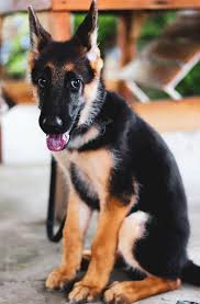 You won't believe the change! How You Can Adopt A German Shepherd In Chicago In 2020 Regis Regal