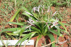 Image result for Holubia saccata