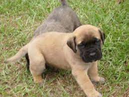 Image Result For Apricot English Mastiff Puppy Mastiff Puppies Mastiffs English Mastiff Dog