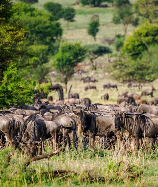 Serengeti