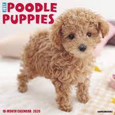 A side view of a happy french poodle mini puppy dog with hair clips looking out of a car window. Just Poodle Puppies 2020 Wall Calendar Dog Breed Calendar Willow Creek Press 0709786051724 Amazon Com Books