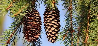 Hardy tree that will succeed in industrial areas on a sunny site. Great Conifers For Your Colorado Front Range Property Lam Tree Service