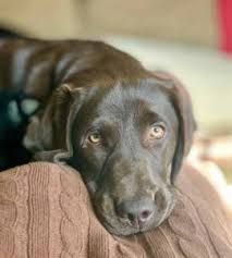 Chocolate labrador retrievers puppy pictures, family lab photos, everything about chocolate. Mandy Chocolate Lab Puppy Brookline Labrador Retriever Rescue
