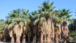 Image result for Washingtonia filifera
