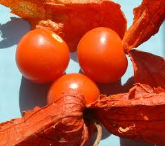 Image result for 姑蔫儿