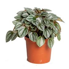 Peperomia is a tropical perennial plant genus in the family there is vast variation between the various types of peperomia leaves. Peperomia Santorini Napoli Night Zimmerpflanze O7 Cm H10 12 Cm Garten Center Jardinitis