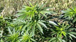 In august 2016, pharmout tendered and won a contract to assist a client to obtain a. Cultivarea Canabisului Medicinal In Romania CondiÈ›ii Acte Necesare SancÈ›iuni