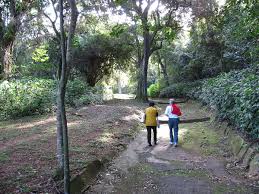 Image result for Oxyanthus pyriformis