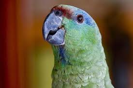 Big Birds You Can Have As Pets The Illiger S Macaw The Most Compassionate Parrot Amazon Parrot Parrot Parrot Pet