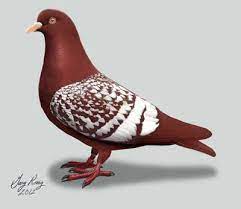 Check it out for naturally fermented pickles, kraut, hot sauces and more right here in kearny at 646 elm st. Red White Barred Field Color Pigeon Pigeon Pictures Pigeon Pigeon Breeds