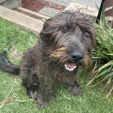 We did not find results for: Luna Medium Female German Shepherd X Poodle Mix Dog In Vic Petrescue