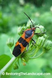 Large Milkweed Bug Oncopeltus Fasciatus On Poke Milkweed Asclepias Exaltata Milkweed Asclepias Native Plants