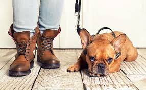 Workers' compensation insurance is required in almost every state for dog walking and pet training businesses that have employees. Pet Business Insurance Insurance For Pet Sitting Dog Walking And More Pci