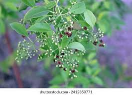 Image result for Salvadoraceae