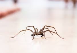 The best approach for controlling wolf spiders is through placement of sticky traps to capture the few spiders that may have entered. Top 3 Best Spider Sprays Updated In 2021
