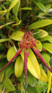 Image result for Bulbophyllum kivuense