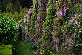Alassio Giardini Di Villa Della Pergola Pergola Plants Tree