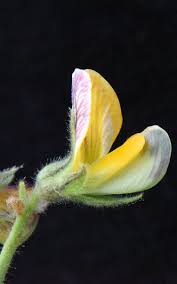 Image result for Rhynchosia holstii