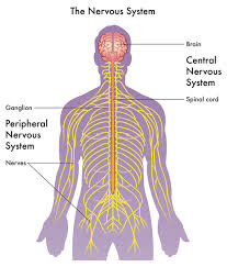 Neuroanatomy The Basics Dana Foundation