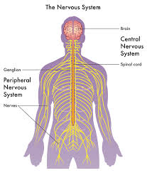 Nervous system diagram autonomic nervous system lateral labeled body part chart removable wall graphic. Neuroanatomy The Basics Dana Foundation