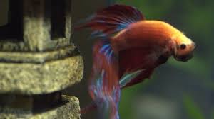 Can Betta Fish Regrow Their Fins Fish Care