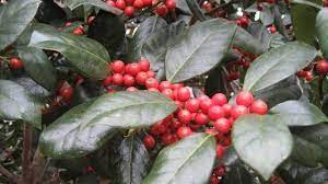 Photo about cotoneaster plant with brilliant red berries and a background of bright shiny green leaves in the sunshine. About Those Red Berries Good Bad And Ugly