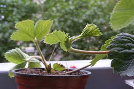 Entscheidend für eine erfolgreiche erdbeerernte ist der standort. Erdbeeren Vermehren Ableger Auslaufer Co Plantura
