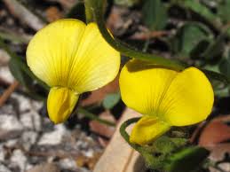 Image result for Crotalaria eremicola