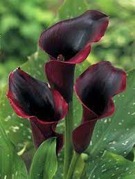 Pin On Flores