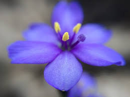 Image result for Aristea abyssinica