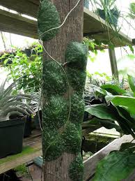 Hoya Imbricata Hoya Plants Unusual Plants Weird Plants