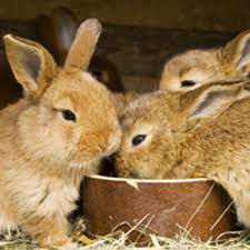 Best of all, since they do not fall under the typical livestock category, they are not subject to zoning laws and restrictions like other. The Guide To Raising And Breeding Rabbits For Meat Mother Earth News