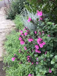 Image result for Sebaea microphylla