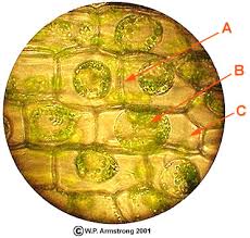 Same as the plant cell, we can see general and important parts of the eukaryotic cell. Lab Manual Exercise 1