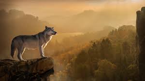 Still searching for an ultimate wolf wallpaper image for your display? Wolf 4k Wallpaper
