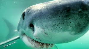 Ampullae of lorenzini and electroreception by jaret. Shark Deterrent Cable Trialled