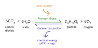 The electron transport chain (etc) that yields the maximum atps is located in the inner membrane of the mitochondria. Ch 4 Photosynthesis Flashcards Quizlet