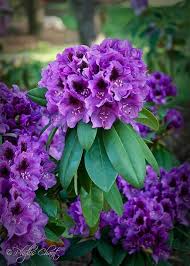 Used During Parenting The Rhododendron Flower Elixir Increases Bonding Between Children And Their Parents And Is Esp Flower Landscape Plants Planting Flowers