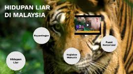 Kehidupan mereka akan menjadi lebih baik jika mereka melakukan sesuatu yang berfaedah melalui wang yang mereka serahkan kepada orang tengah itu. F3 T5 Hidupan Liar Di Malaysia By Mior Amir