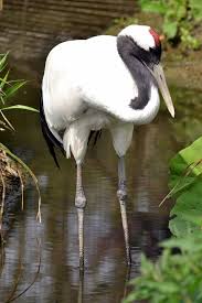 De kraanvogel is in nederland een doortrekker. File Chinese Kraanvogel 8721742330 Jpg Wikimedia Commons