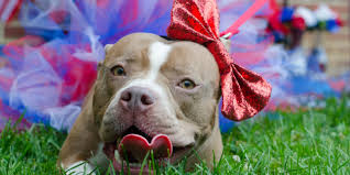 Pvsec in north hills, pa, a bluepearl pet hospital, is a 24 hour animal hospital with emergency and specialty care for pets. Find Adoptable Dogs Pennsylvania Society For The Prevention Of Cruelty To Animals