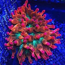 Image May Contain Plant Flower Outdoor And Nature Saltwater Aquarium Fish Anemone Aquarium Fish