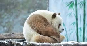 Pin On Panda Panda Panda